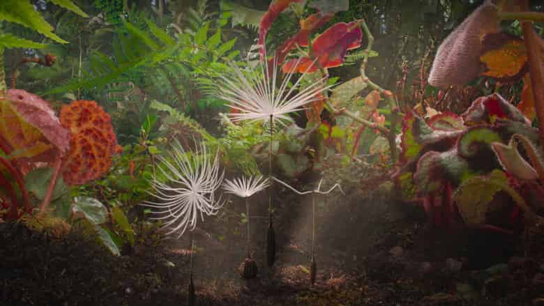 Dmuchawce Cały Film (2026) - Vider • Filmy-Vider.pl