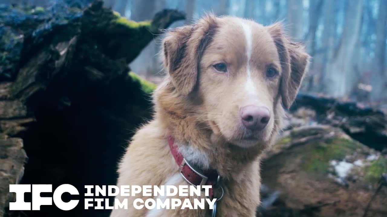 Good boy Cały Film (2025) - Vider • Filmy-Vider.pl