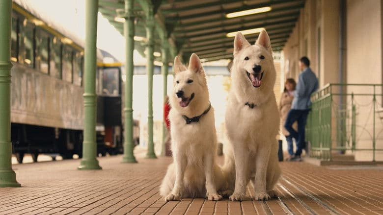 O psie, który jeździł koleją 2 Cały Film (2025) - Vider • Filmy-Vider.pl